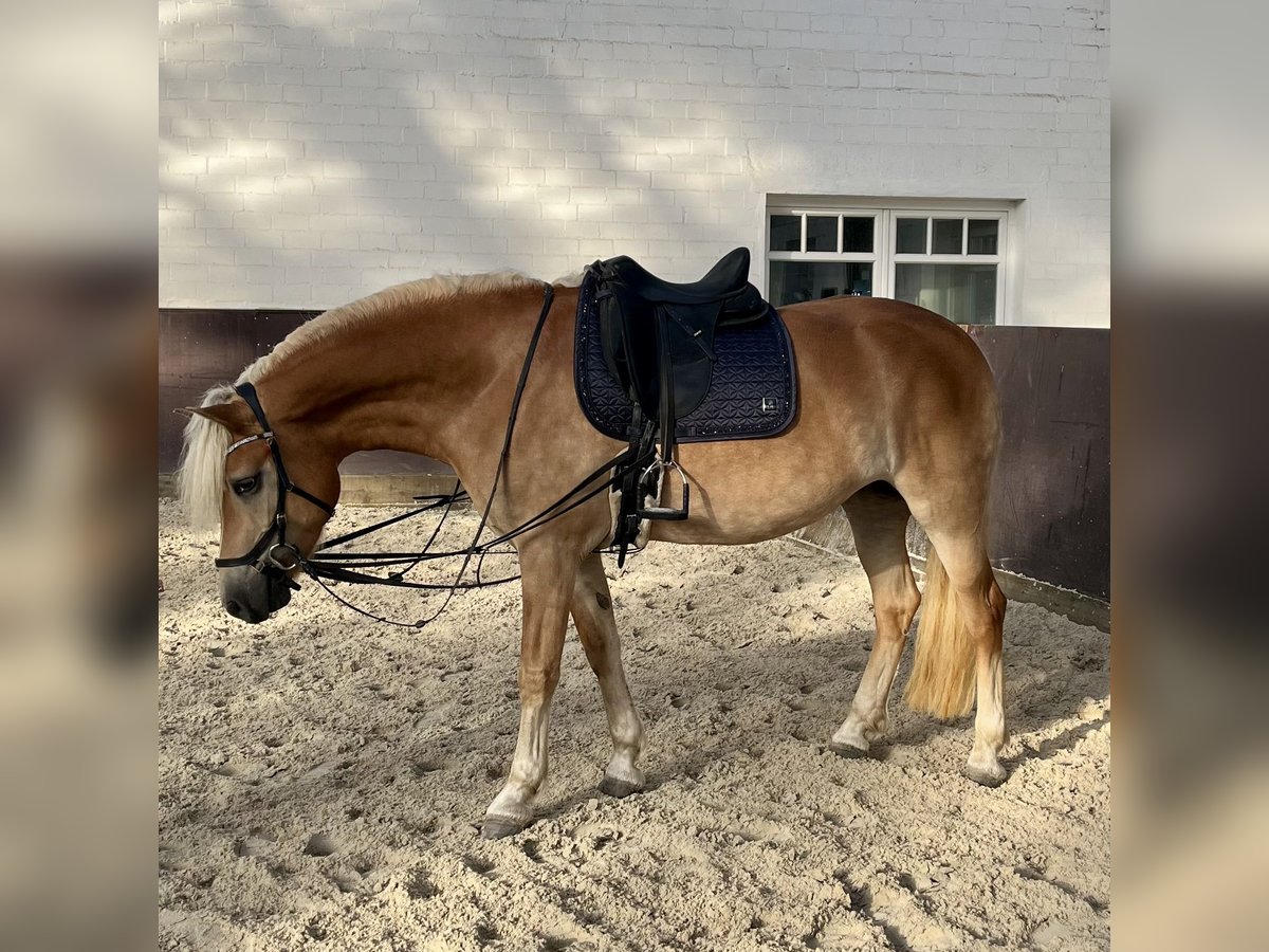 Haflinger Stute 6 Jahre 153 cm in Havekost