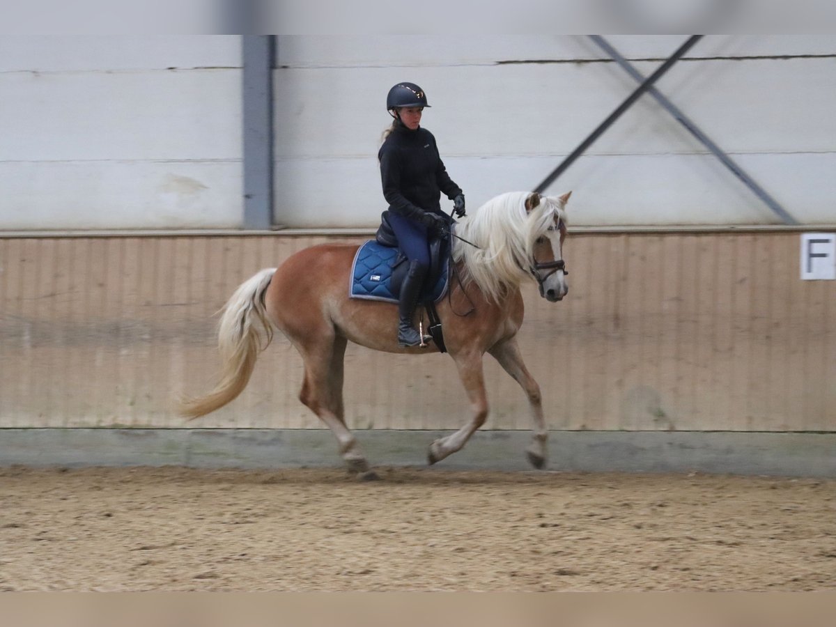 Haflinger Stute 6 Jahre 153 cm Palomino in Dudelange