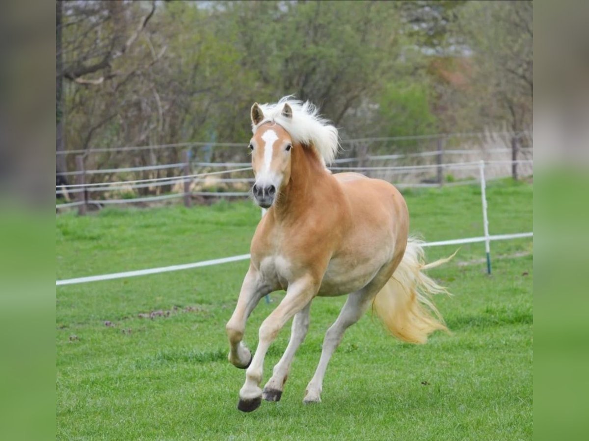 Haflinger Stute 6 Jahre 154 cm Fuchs in Havixbeck Haflinger Stute 6 Jahre 154 cm Fuchs in Havixbeck