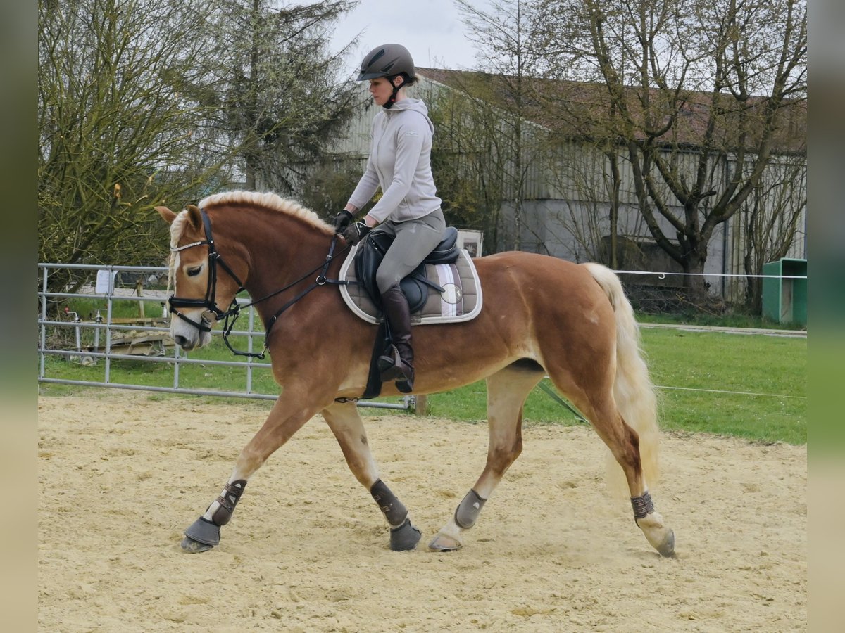 Haflinger Stute 6 Jahre 155 cm Fuchs in Schwabenheim an der Selz