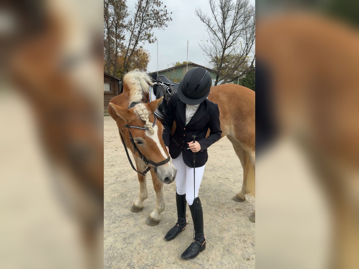 Haflinger Stute 6 Jahre 161 cm in Leobersdorf