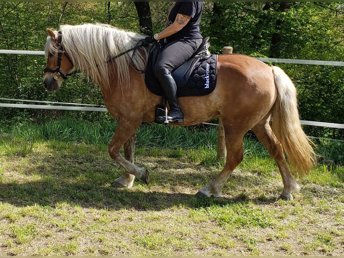 Haflinger Stute 7 Jahre 145 cm in &#xDC;xheim