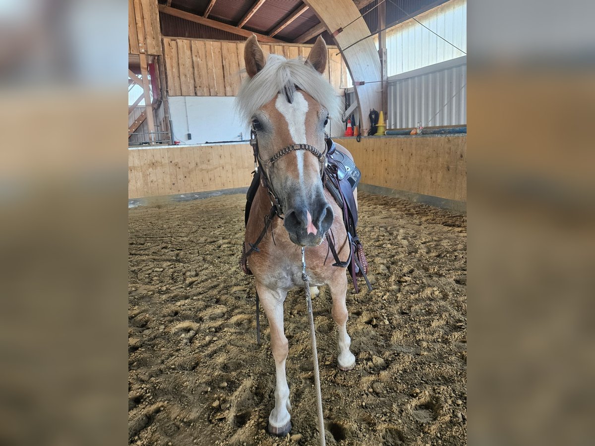 Haflinger Stute 7 Jahre 147 cm in &#xDC;xheim