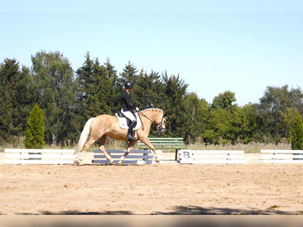 Haflinger Stute 7 Jahre 148 cm in Bad Langensalza