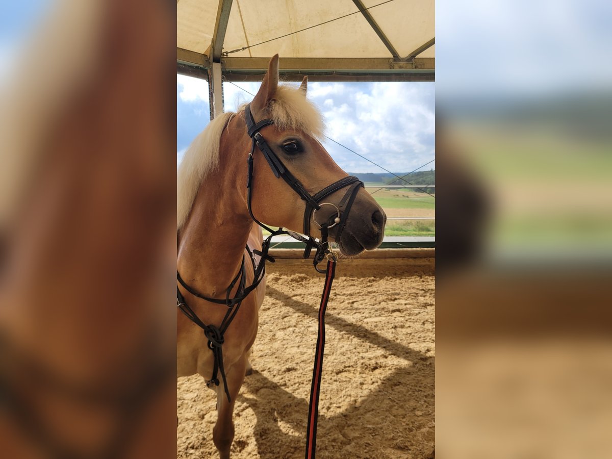Haflinger Stute 7 Jahre 148 cm in Giengen an der Brenz