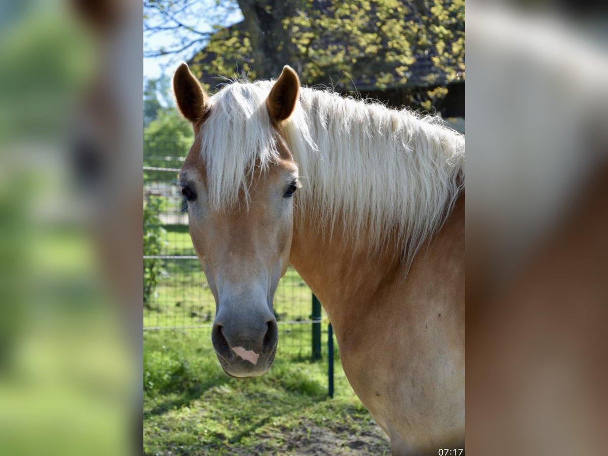 Haflinger Stute 7 Jahre 149 cm Fuchs in Pelmberg