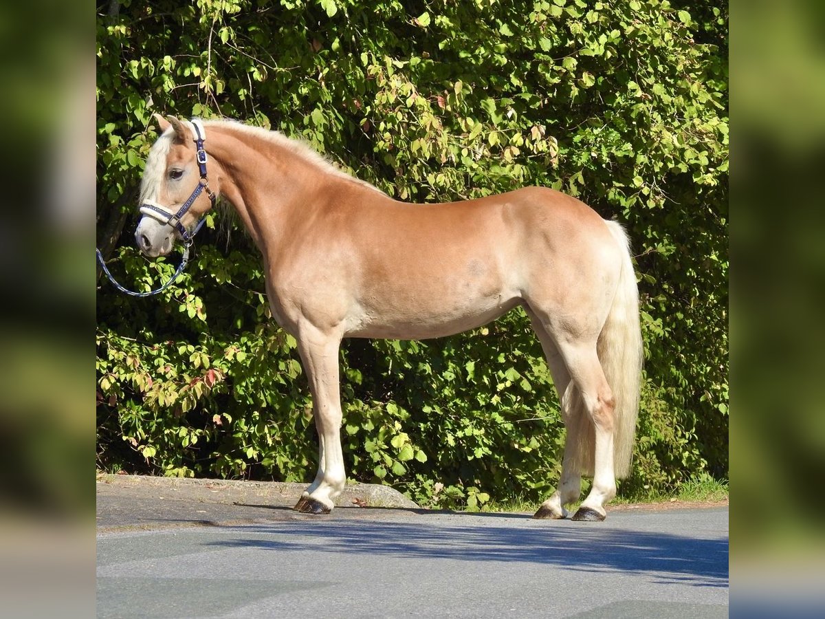 Haflinger Stute 7 Jahre 155 cm Fuchs in Verl
