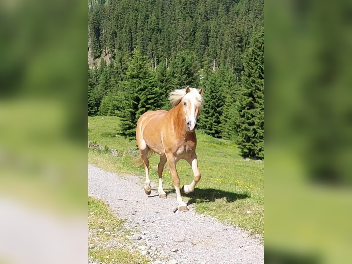 Haflinger Stute 7 Jahre 155 cm in Landeck