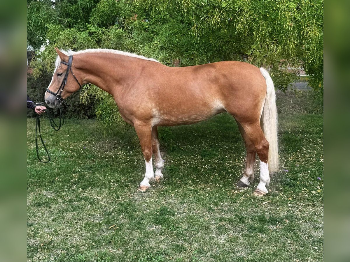 Haflinger Mix Stute 7 Jahre 162 cm Fuchs in B&#xE9;k&#xE9;scsaba