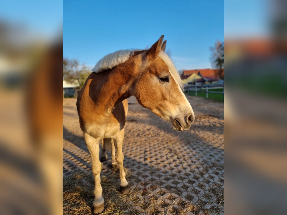 Haflinger Stute 7 Jahre in Bad Langensalza