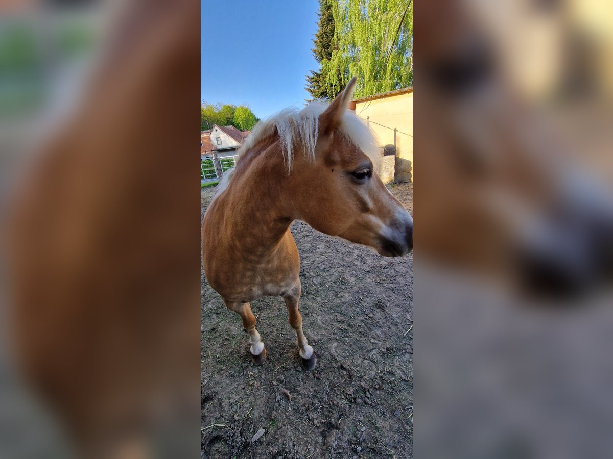 Haflinger Stute 8 Jahre 142 cm Fuchs in Feldbach