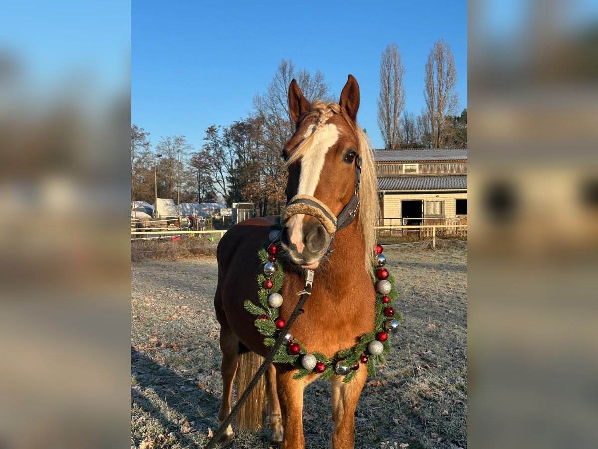 Haflinger Mix Stute 8 Jahre 145 cm in Berlin