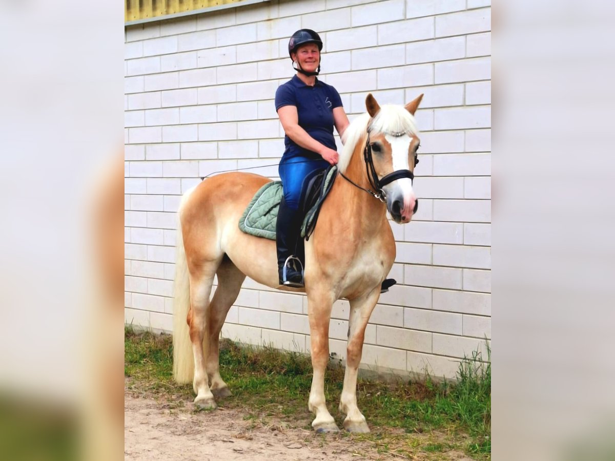 Haflinger Stute 8 Jahre 148 cm Fuchs in Werngierode