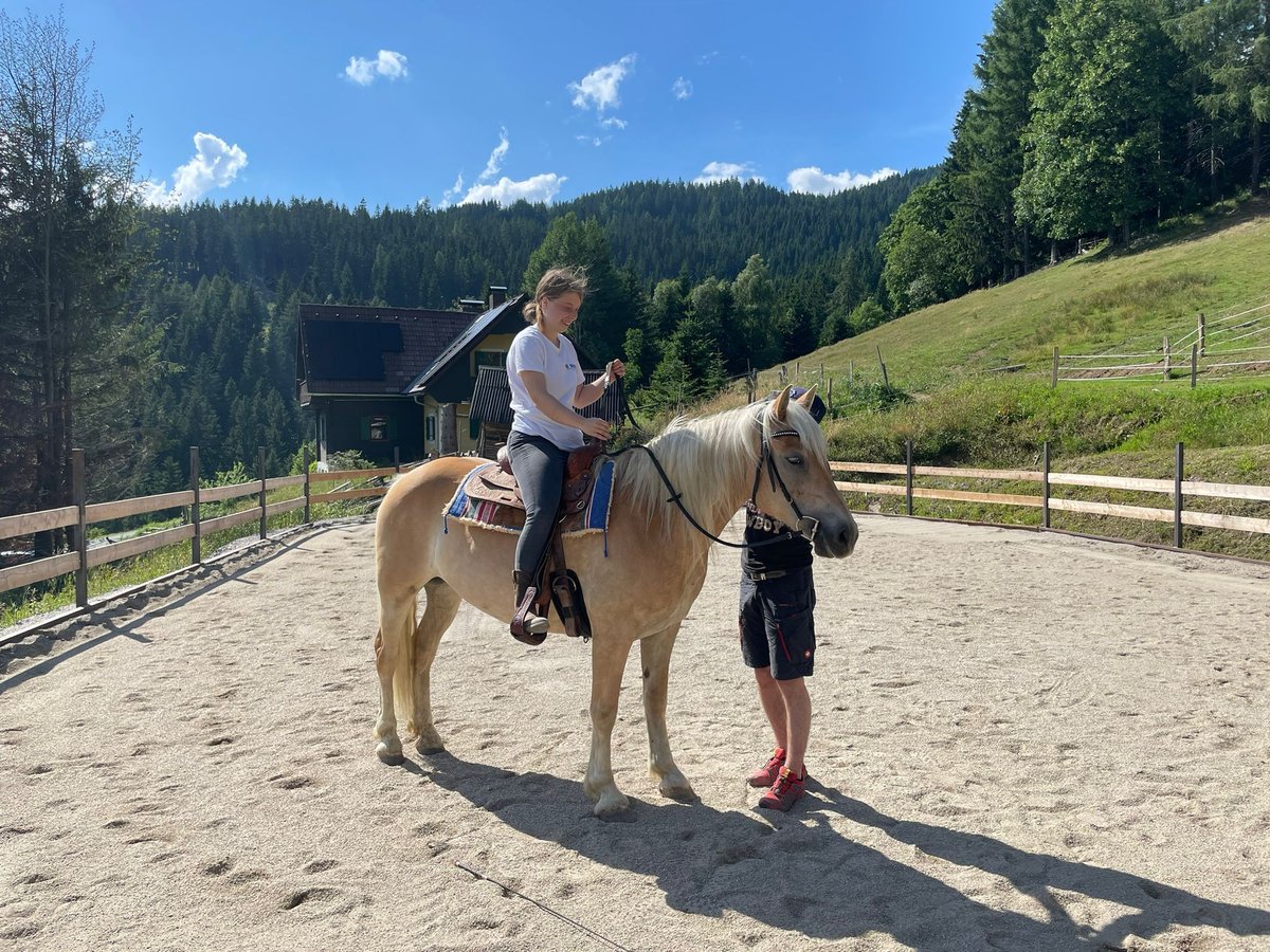 Haflinger Stute 8 Jahre 149 cm in Deutschlandsberg
