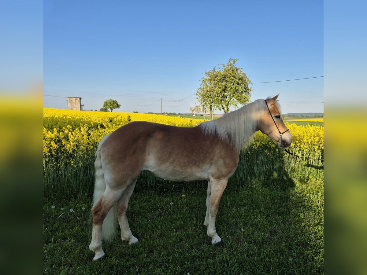 Haflinger Stute 8 Jahre 149 cm Fuchs in Schrozberg