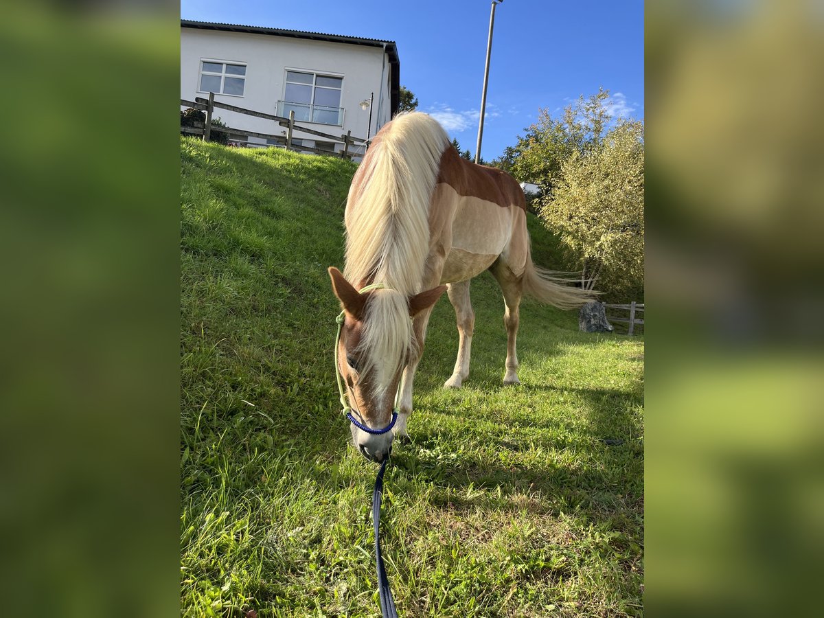 Haflinger Stute 8 Jahre 150 cm Fuchs in Wolfsberg