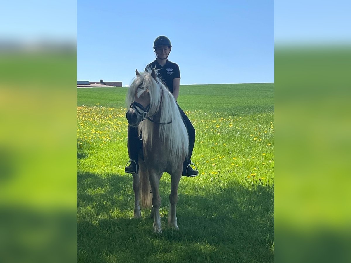 Haflinger Stute 8 Jahre 150 cm Fuchs in Iggingen