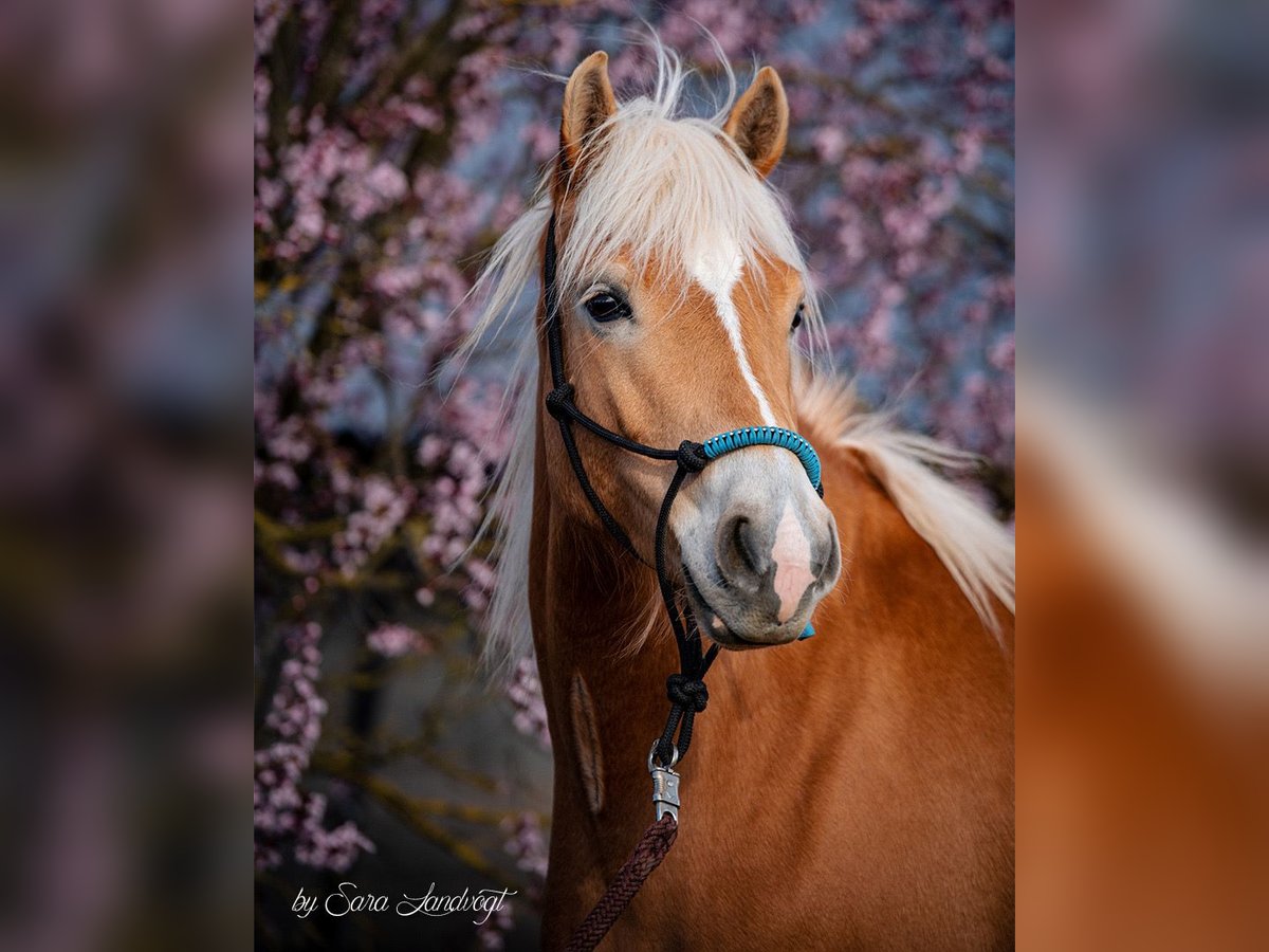Haflinger Stute 8 Jahre 150 cm Fuchs in Putzbrunn Haflinger Stute 8 Jahre 150 cm Fuchs in Putzbrunn