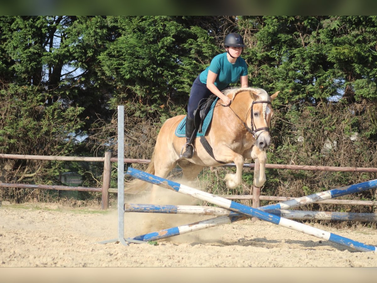 Haflinger Stute 8 Jahre 150 cm Palomino in Berlare