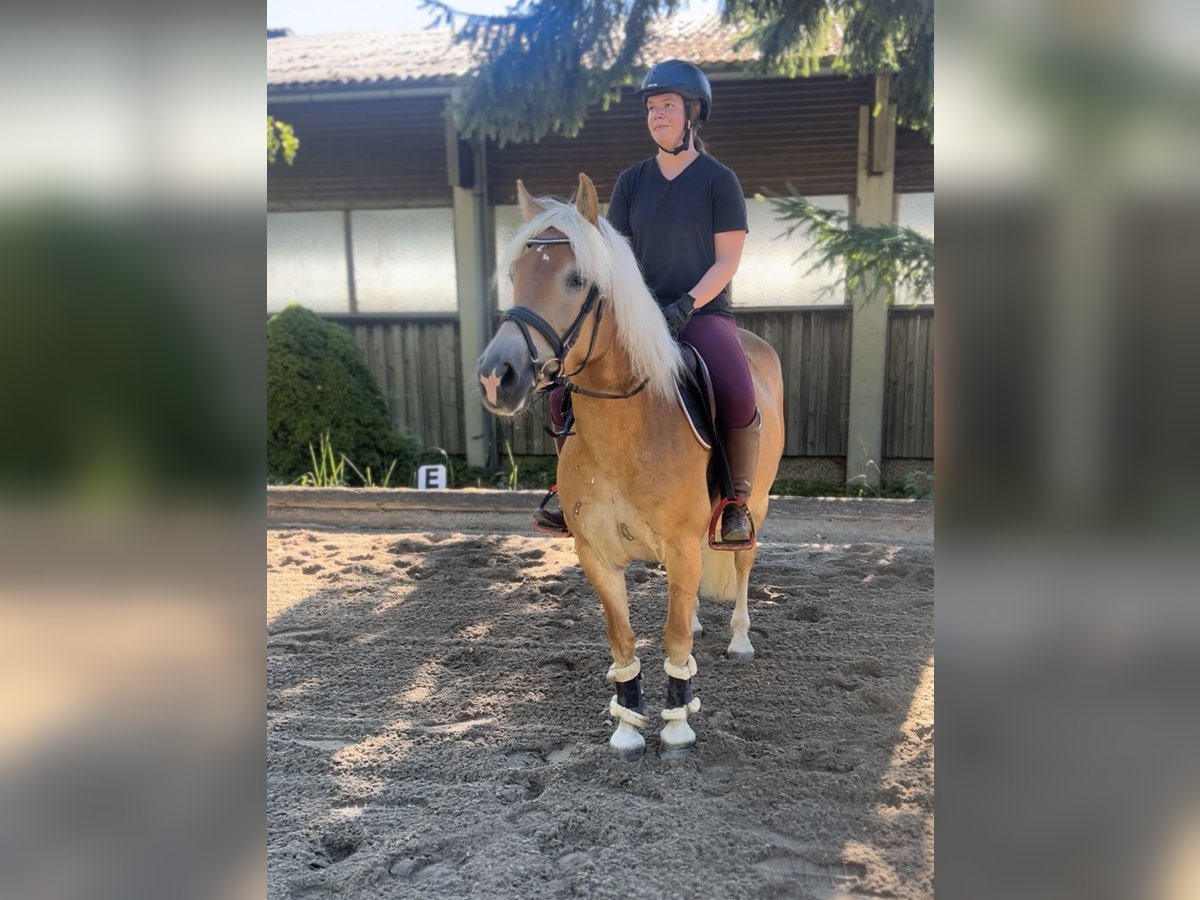 Haflinger Stute 8 Jahre 152 cm Fuchs in Pelmberg