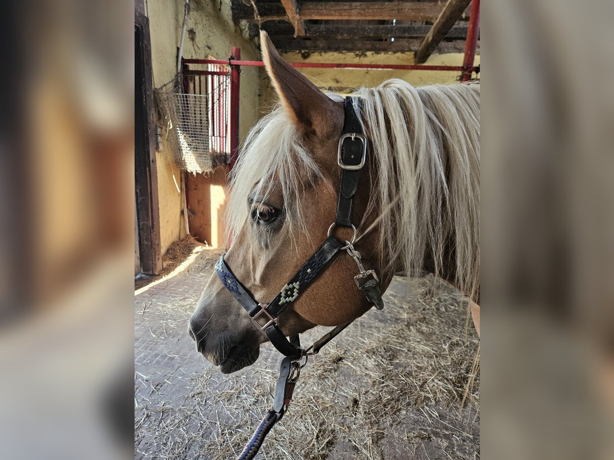 Haflinger Stute 8 Jahre 153 cm in Simmerath