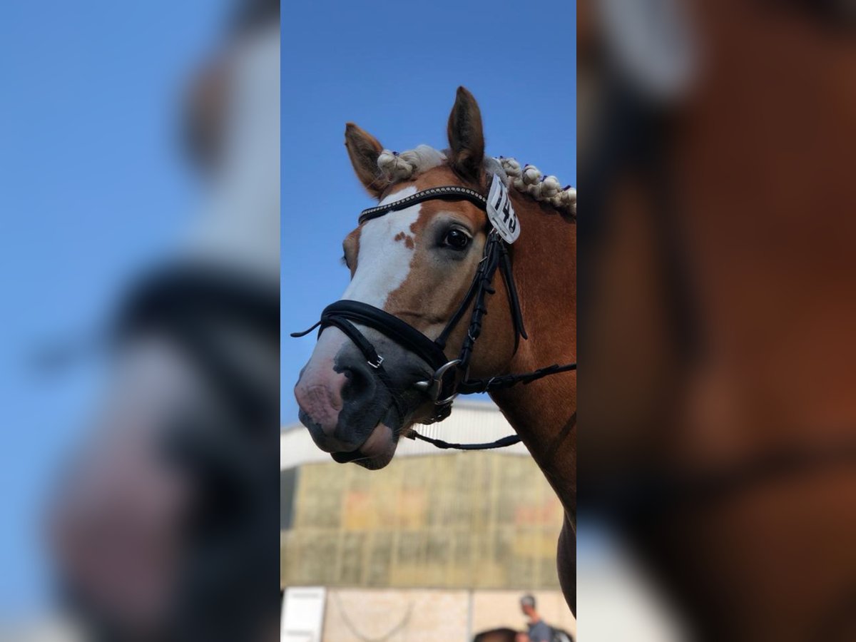 Haflinger Stute 9 Jahre 147 cm Fuchs in Laatzen