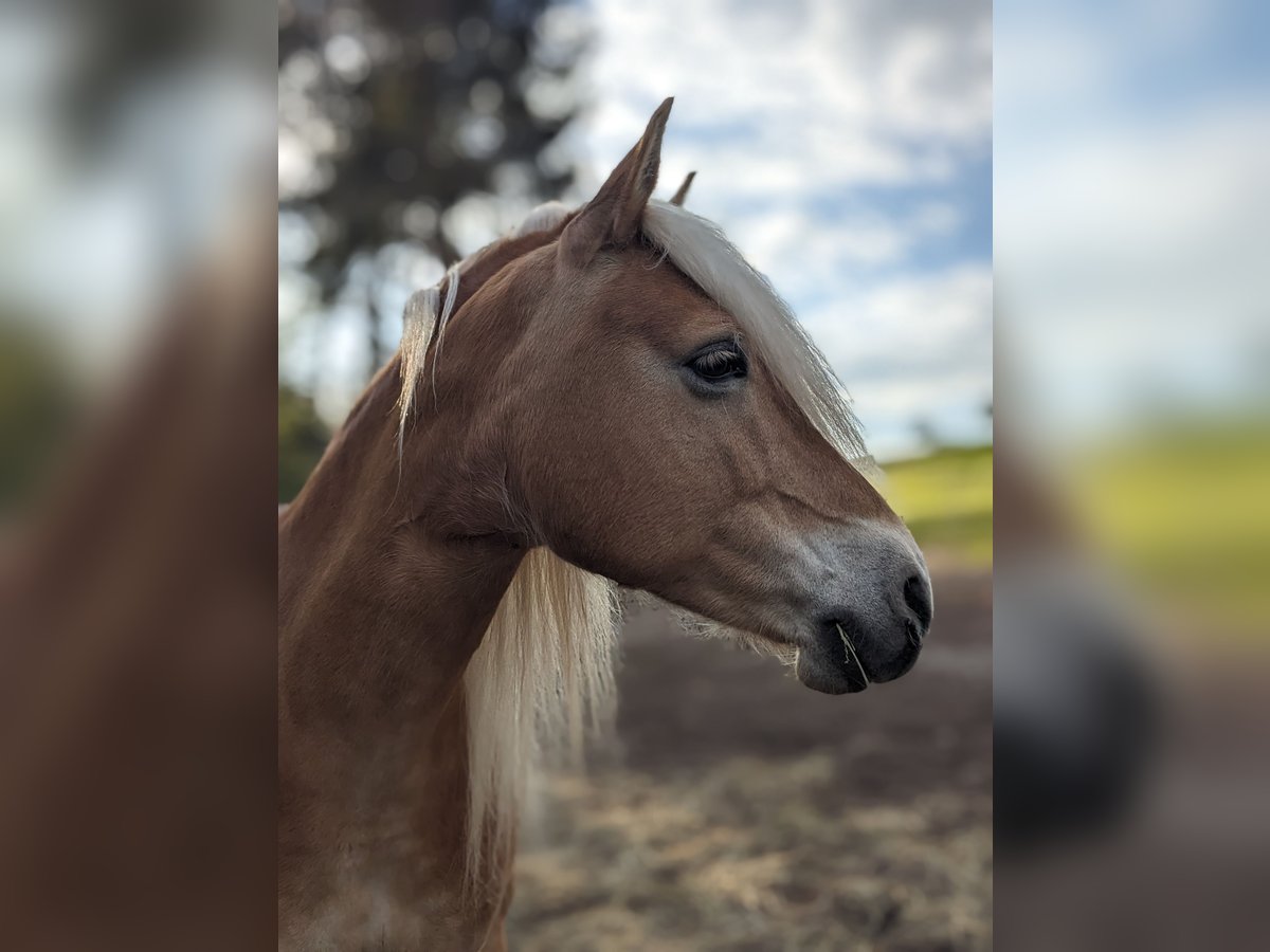 Haflinger Stute 9 Jahre 148 cm Fuchs in Bad K&#xF6;stritz