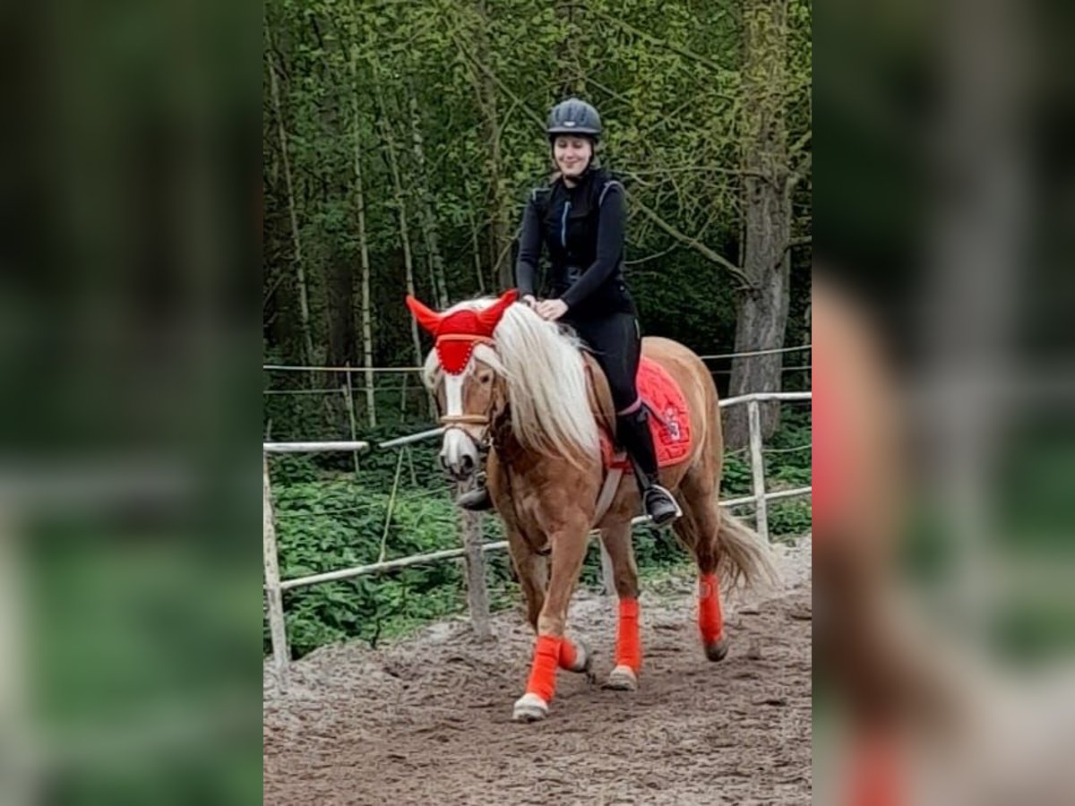 Haflinger Stute 9 Jahre 150 cm in Ratingen
