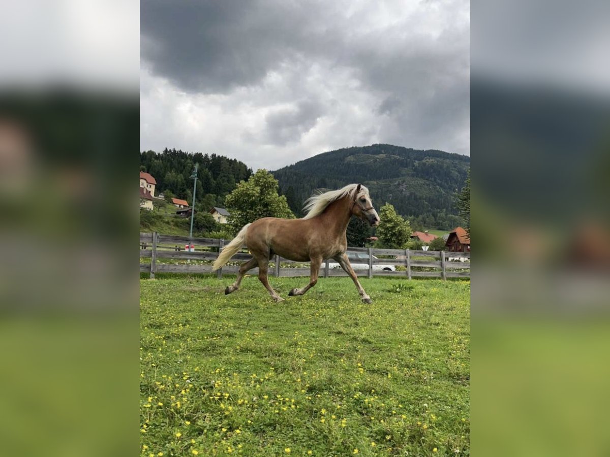 Haflinger Stute 9 Jahre 151 cm in Schöder Haflinger Stute 9 Jahre 151 cm in Schöder