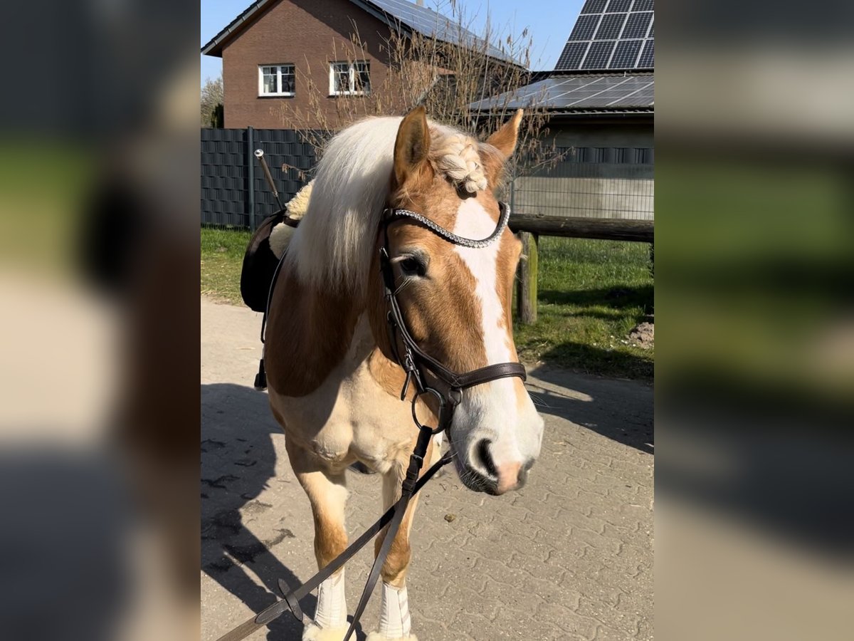 Haflinger Stute 9 Jahre 152 cm Fuchs in Bocholt