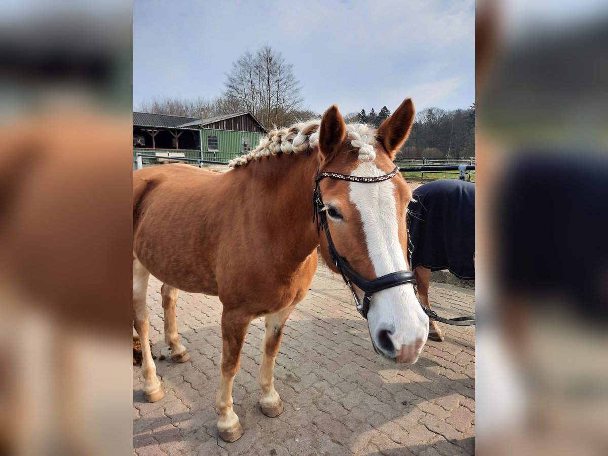 Haflinger Stute 9 Jahre 152 cm Fuchs in Bordesholm