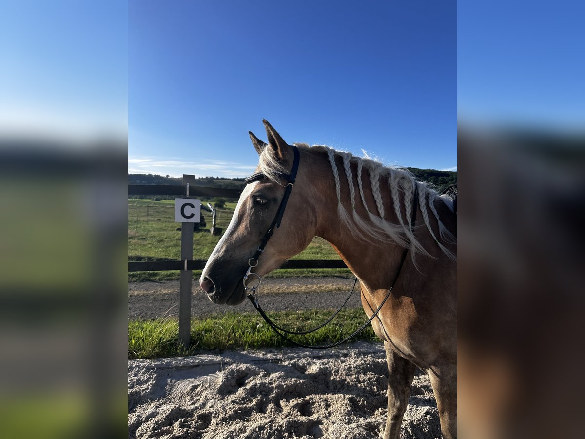 Haflinger Stute 9 Jahre in Neunkirchen