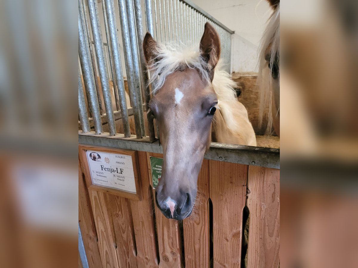 Haflinger Stute Fohlen (03/2025) 150 cm Dunkelfuchs in K&#xF6;nigswiesen
