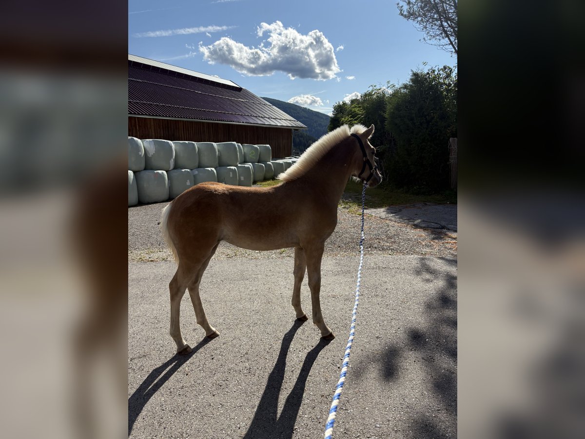 Haflinger Stute Fohlen (05/2025) 150 cm Fuchs in Tamsweg