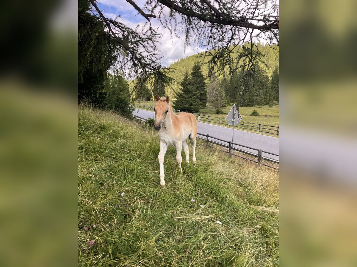Haflinger Stute Fohlen (05/2025) 150 cm Fuchs in Tamsweg