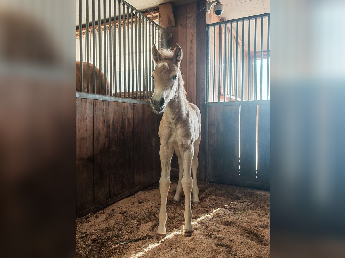 Haflinger Stute  150 cm Fuchs in Imsterberg