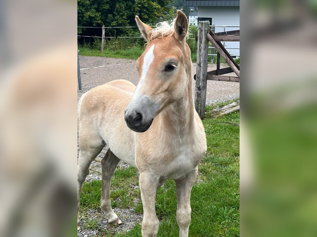 Haflinger Stute  152 cm Fuchs in Willingen (Upland)