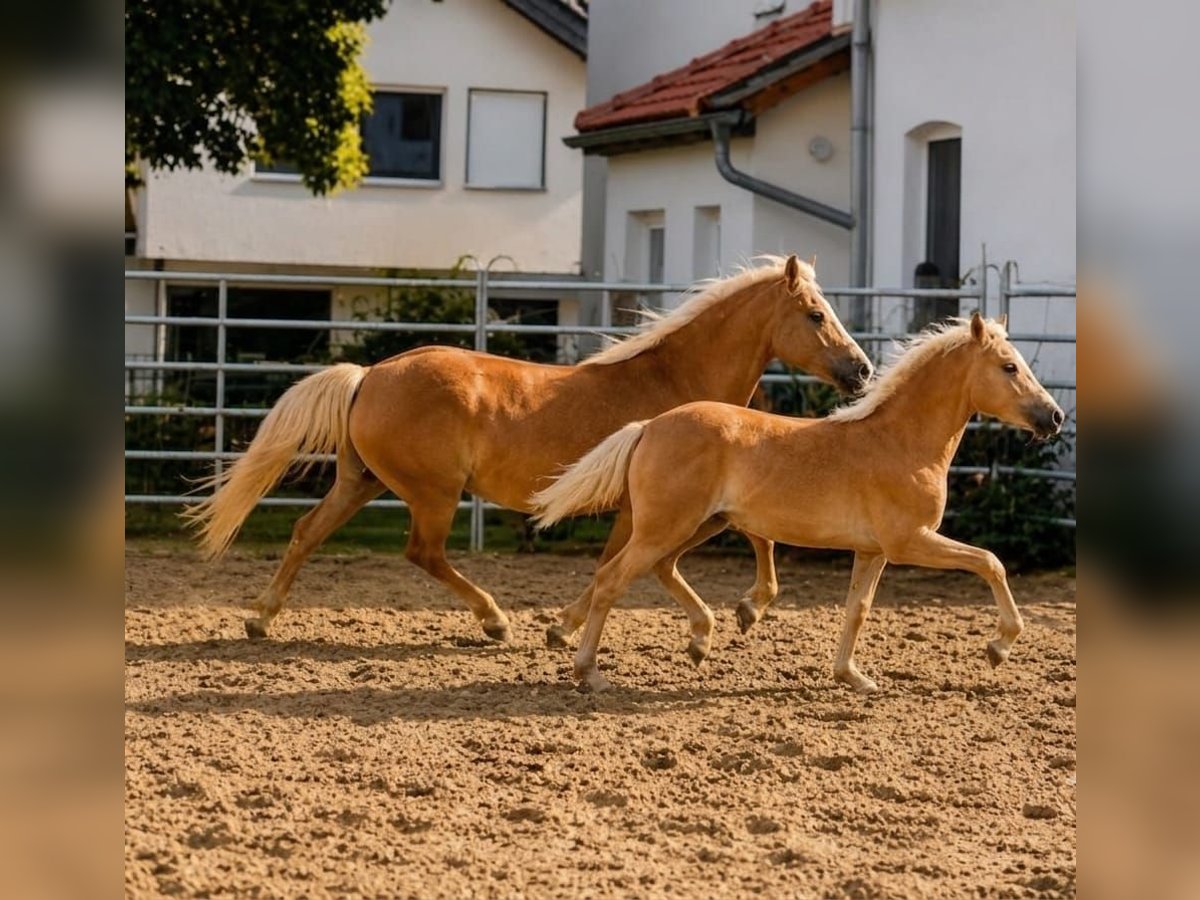Haflinger, Stute in Borchen