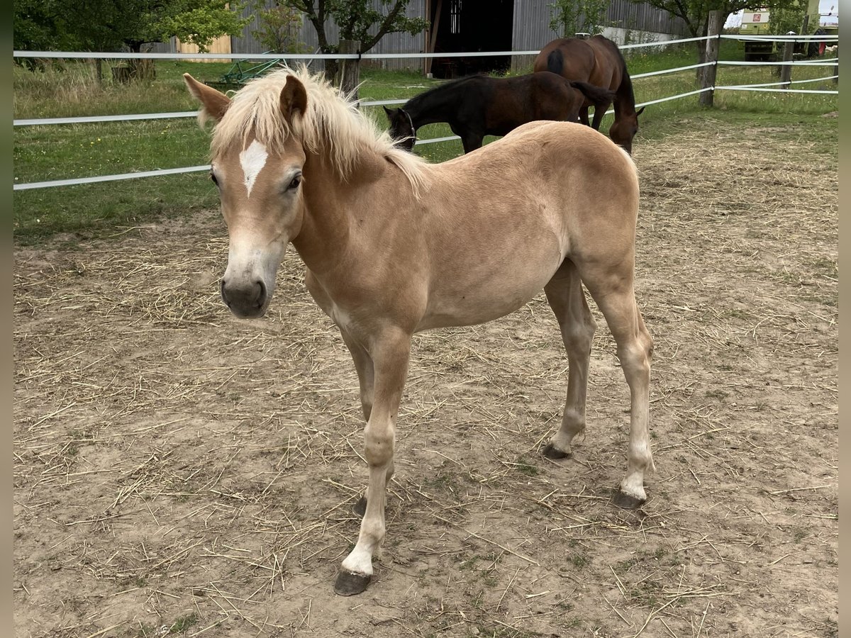 Haflinger Stute Fohlen (03/2025) Fuchs in Nonndorf
