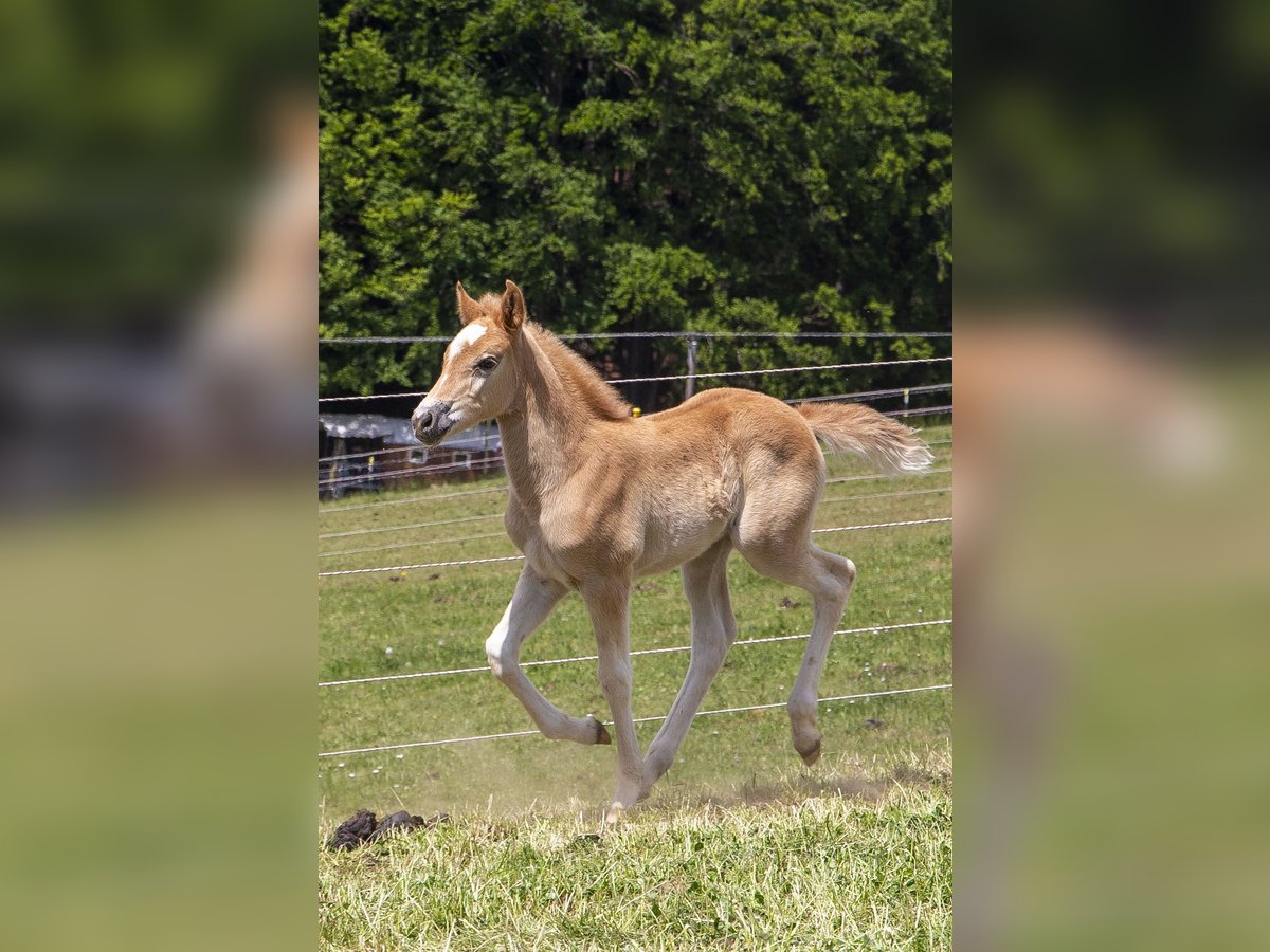Haflinger Mix Stute  Fuchs in W&#xF6;rth an der Donau