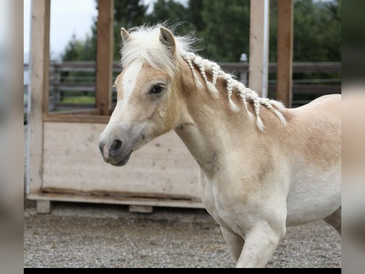 Haflinger Stute Fohlen (03/2025) Fuchs in Kolsassberg