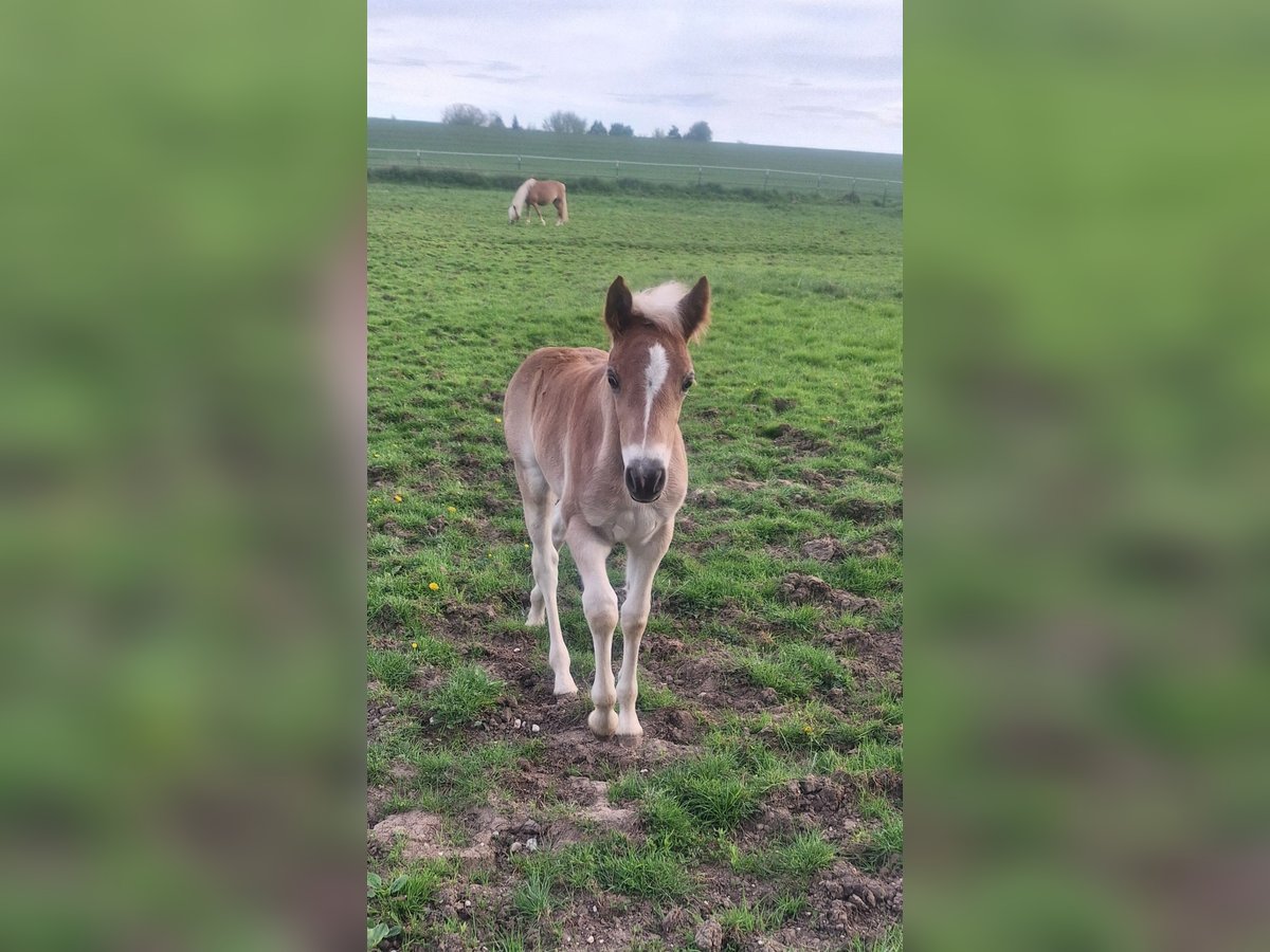 Haflinger Stute Fohlen (03/2025) Fuchs in Dingolfing