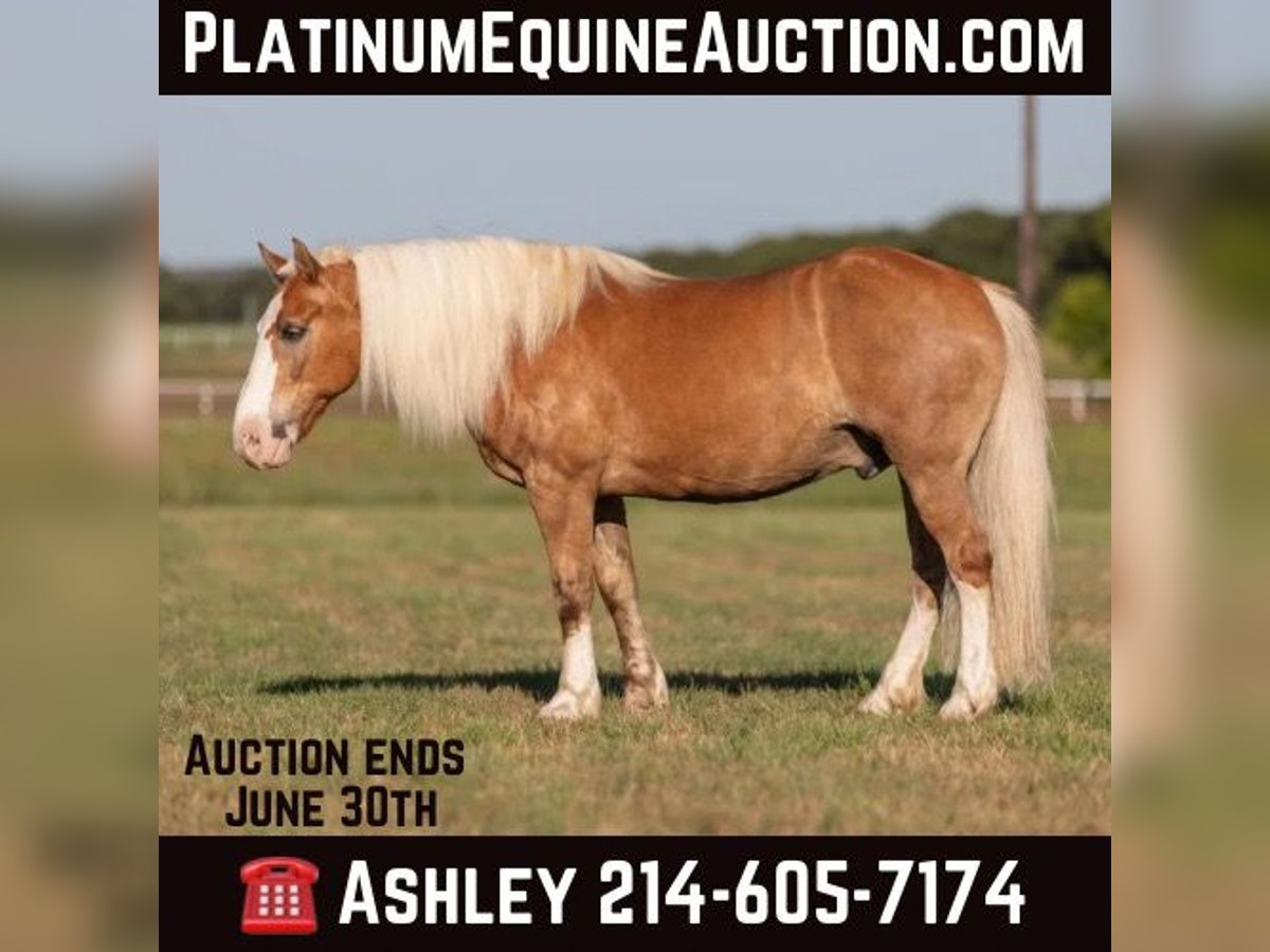 Haflinger Valack 11 år 147 cm Palomino in WEATHERFORD, TX