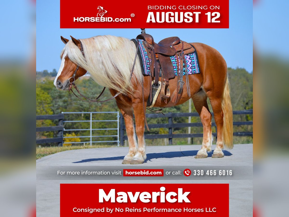 Haflinger Valack 13 år 150 cm Fux in Fredericksburg, OH