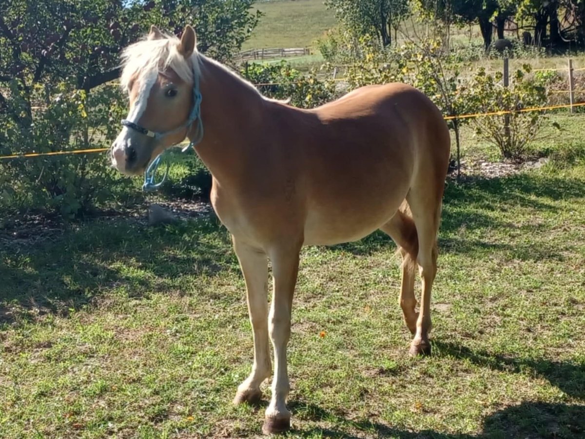 Haflinger Valack 1 år Palomino in Hrinova