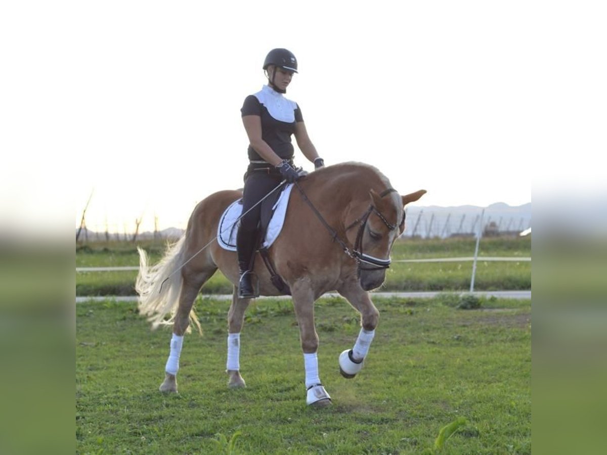 Haflinger Valack 21 år 155 cm Palomino in Žalec