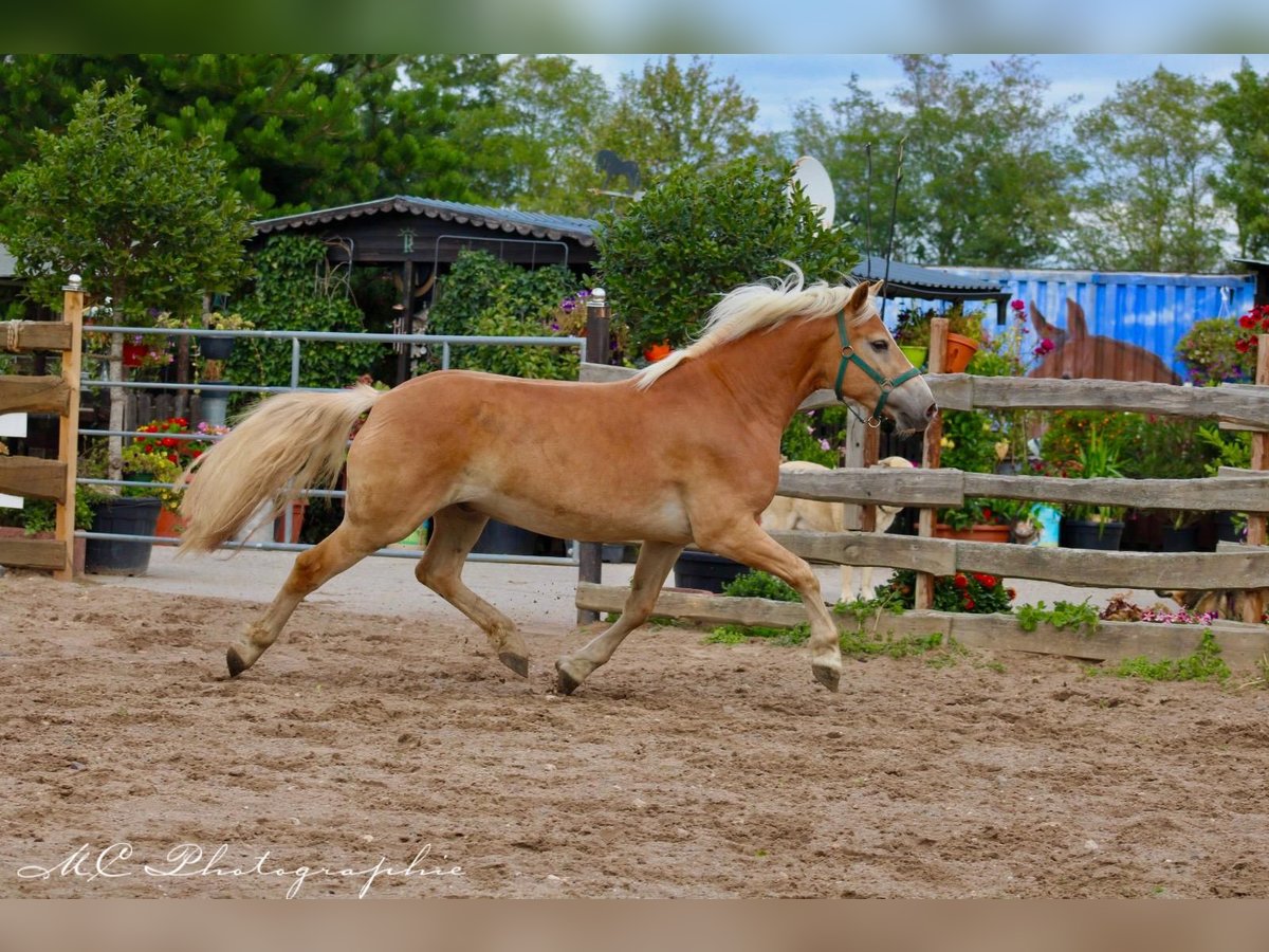 Haflinger Valack 4 år 150 cm Ljusbrun in Brandis