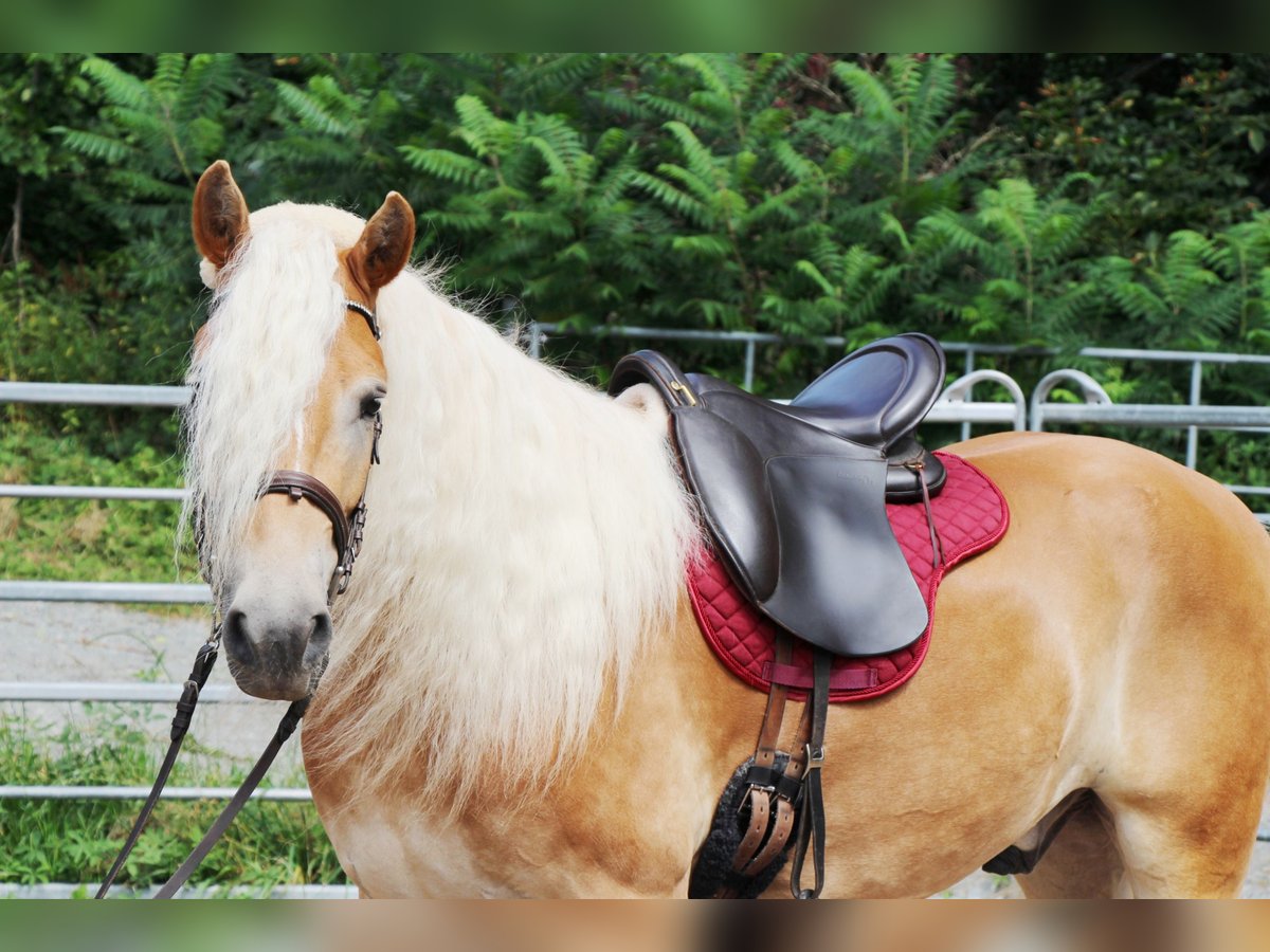 Haflinger Valack 4 år 150 cm Palomino in Hundsbach