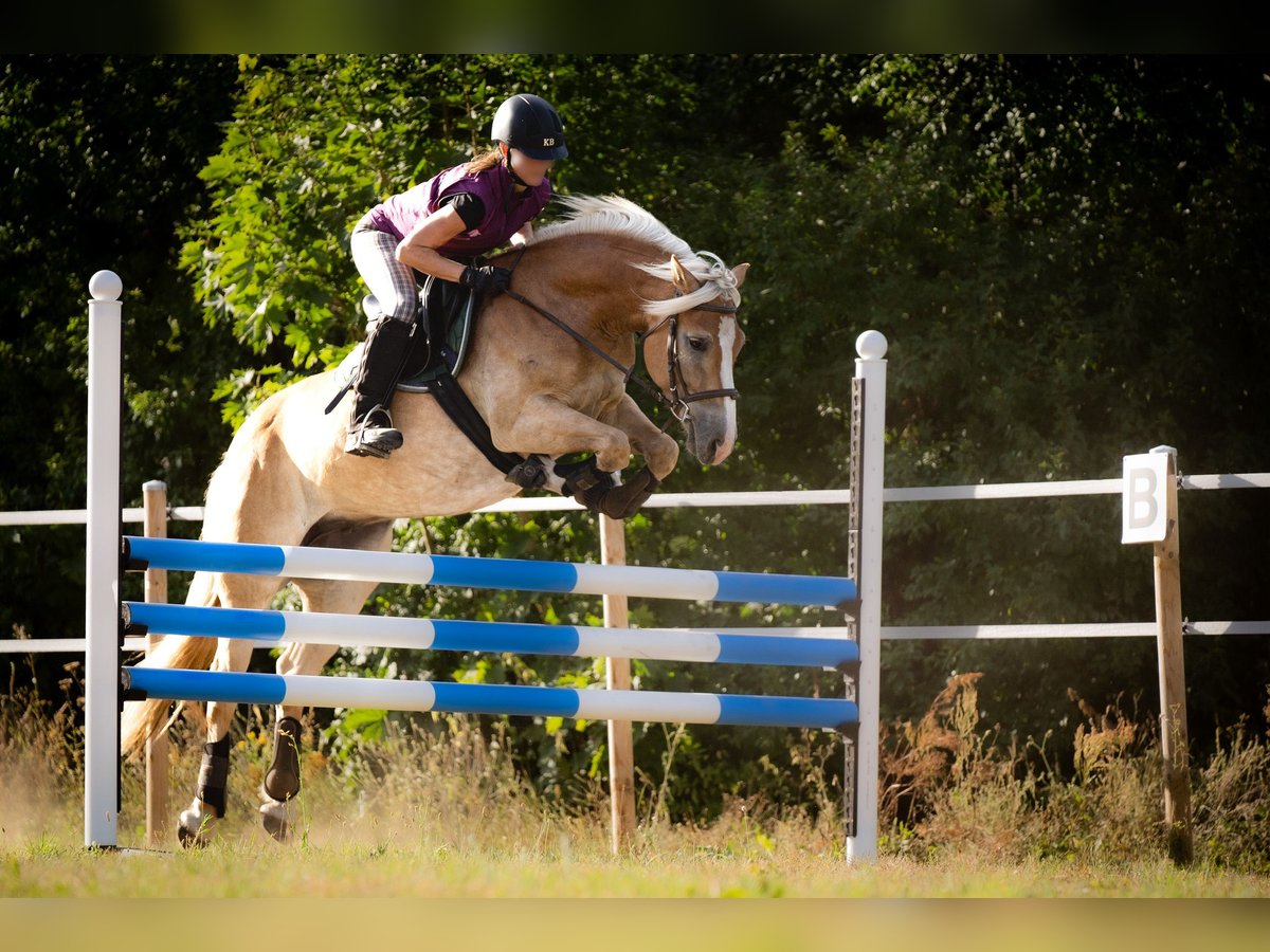 Haflinger Valack 5 år 148 cm in Wildenbruch