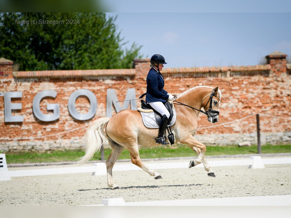 Haflinger Valack 5 år 148 cm Palomino in Strzegom